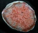 Pennsylvanian Aged Red Agatized Horn Coral - Utah #26396-1